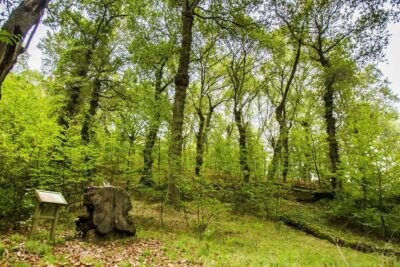 La importancia de la ecología para un futuro sostenible