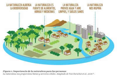 Las principales características de la naturaleza y su importancia