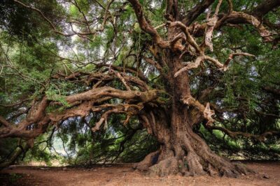 La conexión vital entre la naturaleza y la supervivencia