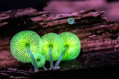 Bioluminiscencia: Los organismos que producen su propia luz