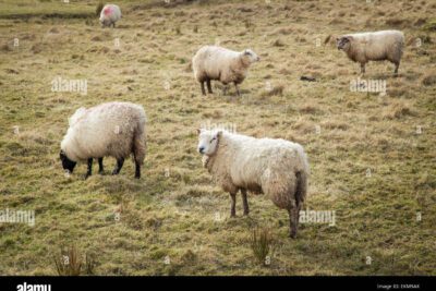 El número de ovejas en la parábola del buen pastor: ¿cuántas tenía?