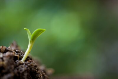 La parábola del grano de mostaza y la fe y el crecimiento espiritual