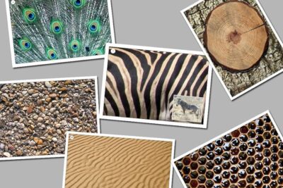 Los principales tipos de patrones en la naturaleza y su importancia