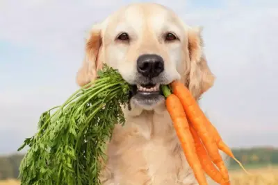 La frase Dónde el perro es sagrado: historia y sentido cultural