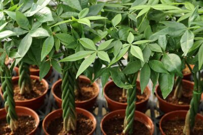 Planta de dinero en el Feng Shui: ¿Cuál es su nombre y significado?