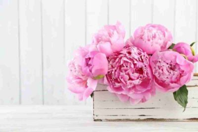 Feng Shui y plantas artificiales: ¿beneficios o perjuicios?