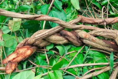 Guía actualizada de los mejores lugares para hacer ayahuasca en Perú