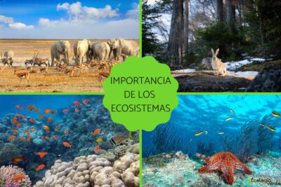 La importancia de los bienes naturales y su definición