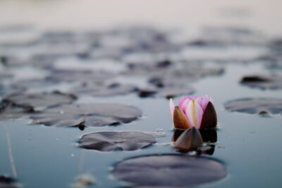 Meditación: guía para comprender y practicar correctamente