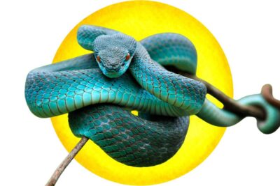 Técnicas seguras para elevar la kundalini y despertar su energía