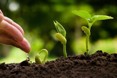 Visión sustentable: Beneficios de los sistemas ecológicos abiertos